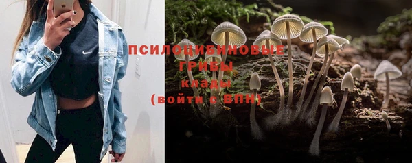 гидра Бородино