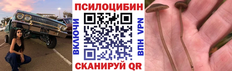 Купить где  Анива  Псилоцибиновые грибы Cubensis 